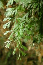 Trichomanes colensoi. Fertile frond with an unwinged rachis, stalked pinnae, narrow lamina segments and shortly stalked sori.
 Image: L.R. Perrie © Leon Perrie 2013 CC BY-NC 3.0 NZ